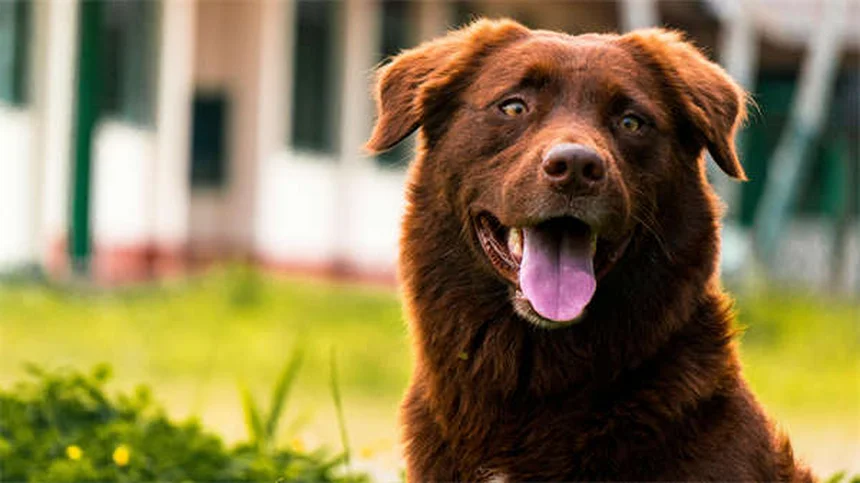 Tesla FSD Fail: Model Y Hits Metal Girder at 77 MPH - What Went Wrong?